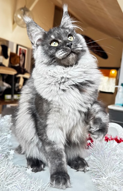 Makatea Aby  Chatterie MAKATEA Maine Coon