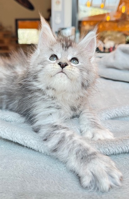 Alaska Snow  Chatterie MAKATEA Maine Coon