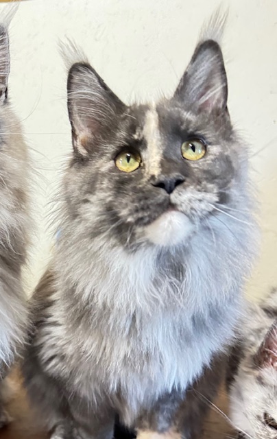 Makatea Angy Chatterie MAKATEA Maine Coon