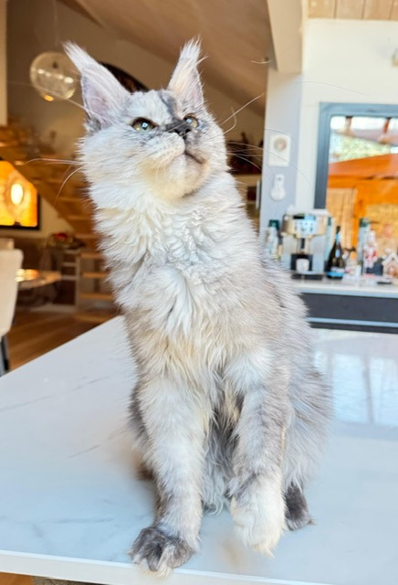 Makatea Azalée Chatterie MAKATEA Maine Coon