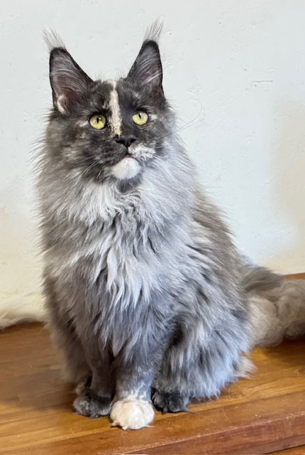 Makatea Angy Chatterie MAKATEA Maine Coon