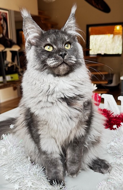 Makatea Aby  Chatterie MAKATEA Maine Coon