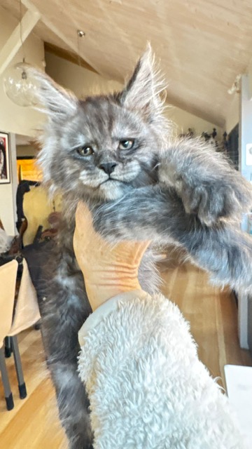 Alaska Frost Chatterie MAKATEA Maine Coon
