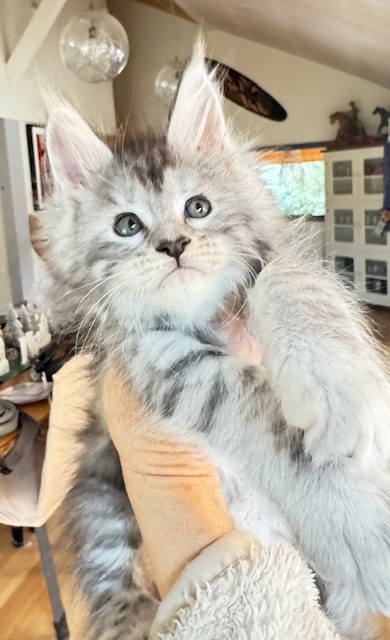 Alaska Snow Femelle Maine coon née le 13/11/2025.     Chatterie Maine coon Makatea