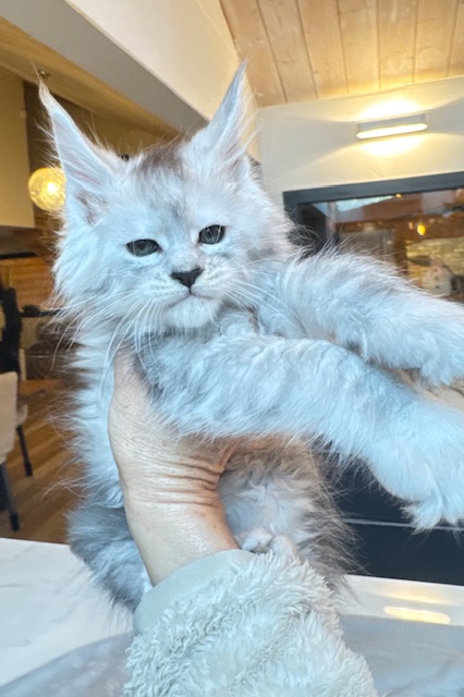 Avalanche  Chatterie MAKATEA Maine Coon