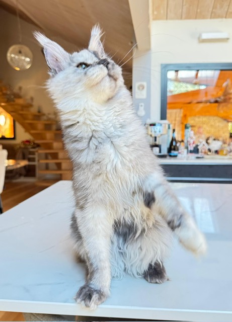 Makatea Azalée Chatterie MAKATEA Maine Coon