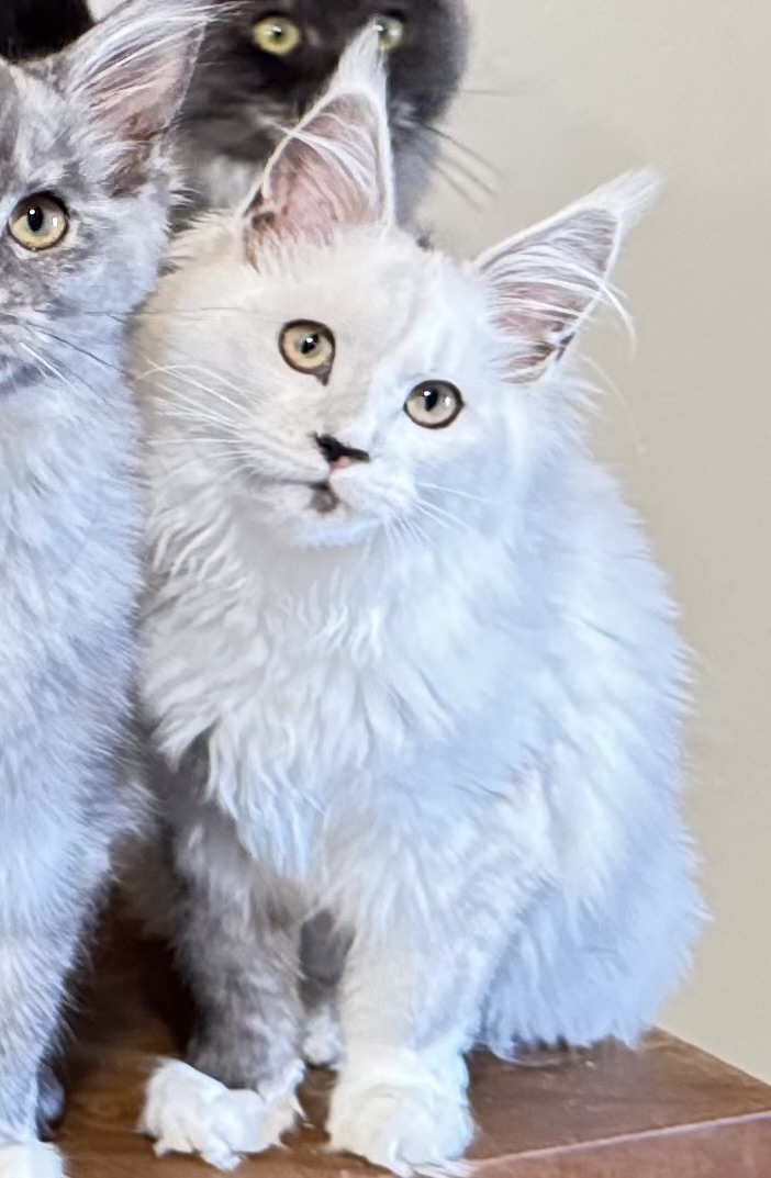 Makatea Abracadabra  Chatterie MAKATEA Maine Coon