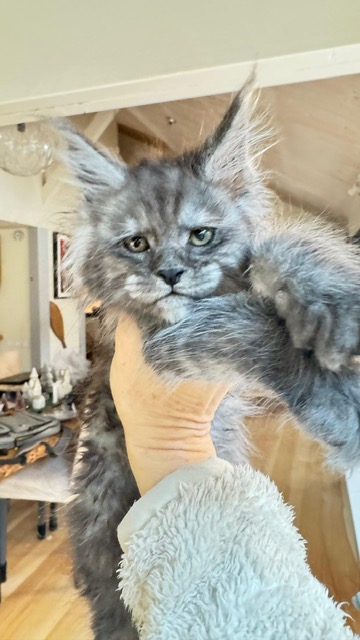 Alaska Frost Chatterie MAKATEA Maine Coon