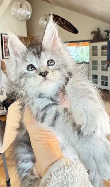 Alaska Snow  Chatterie MAKATEA Maine Coon