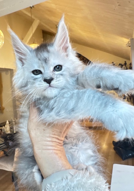 Avalanche  Chatterie MAKATEA Maine Coon