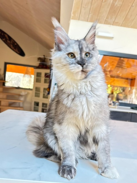 Makatea Azalée Chatterie MAKATEA Maine Coon