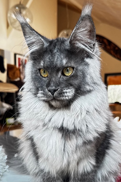 Makatea Aby  Chatterie MAKATEA Maine Coon