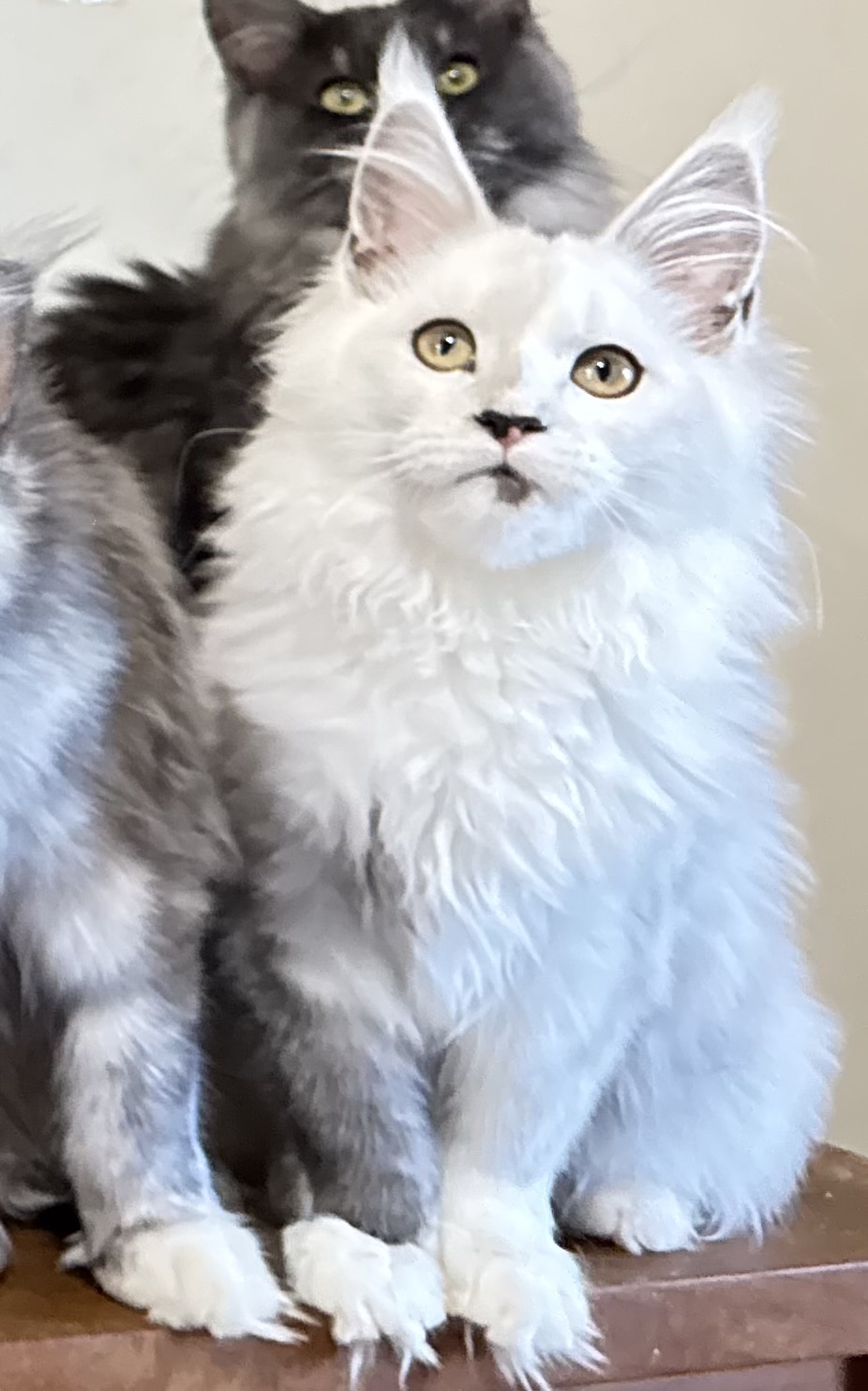 Makatea Abracadabra  Chatterie MAKATEA Maine Coon