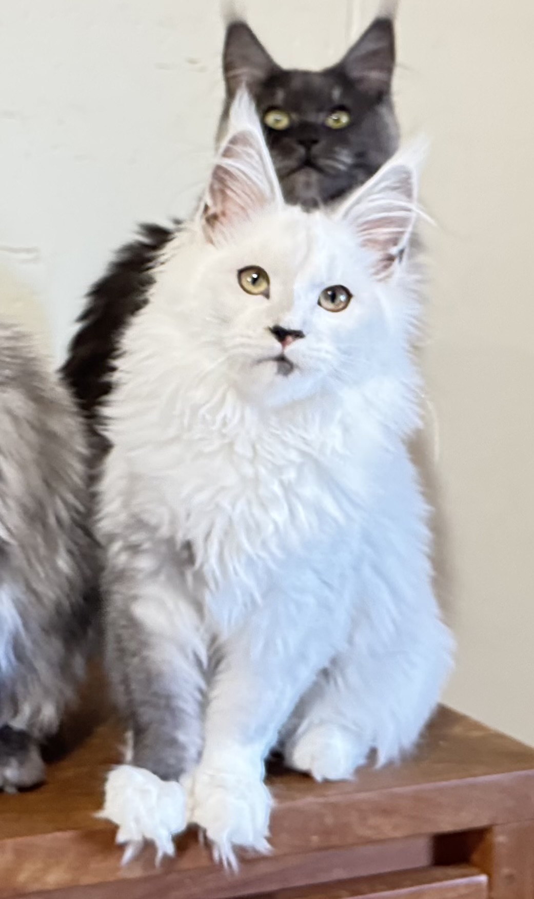 Makatea Abracadabra  Chatterie MAKATEA Maine Coon