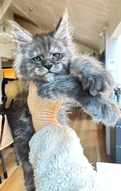 Alaska Frost Chatterie MAKATEA Maine Coon