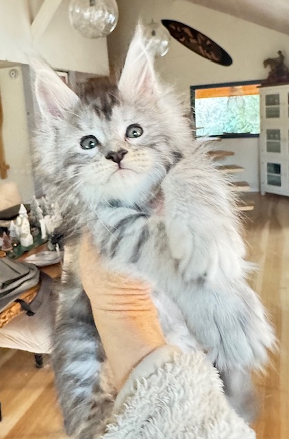 Alaska Snow  Chatterie MAKATEA Maine Coon
