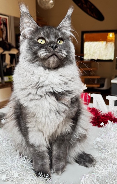 Makatea Aby  Chatterie MAKATEA Maine Coon
