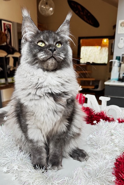 Makatea Aby  Chatterie MAKATEA Maine Coon