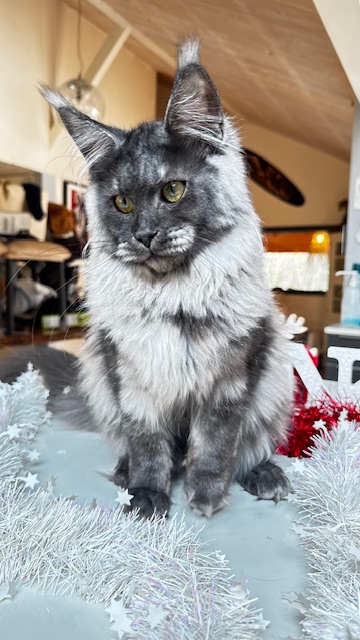 Makatea Aby  Chatterie MAKATEA Maine Coon