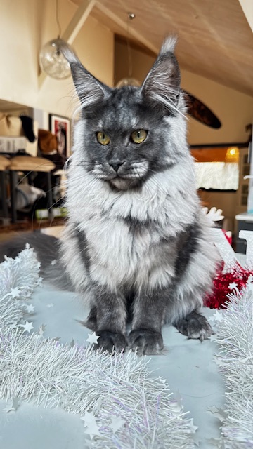 Makatea Aby  Chatterie MAKATEA Maine Coon