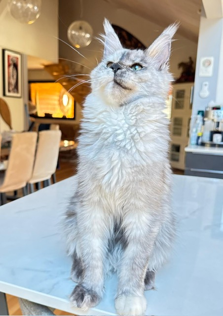 Makatea Azalée Chatterie MAKATEA Maine Coon