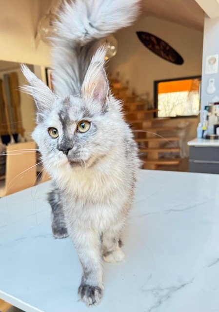 Makatea Azalée Chatterie MAKATEA Maine Coon