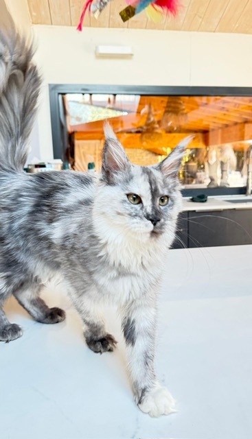 Makatea Azalée Chatterie MAKATEA Maine Coon
