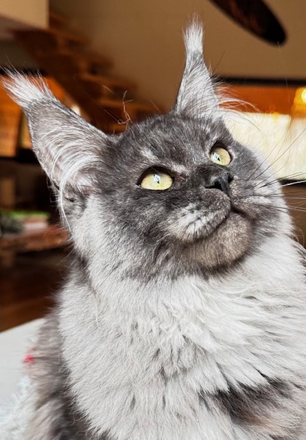 Makatea Aby  Chatterie MAKATEA Maine Coon