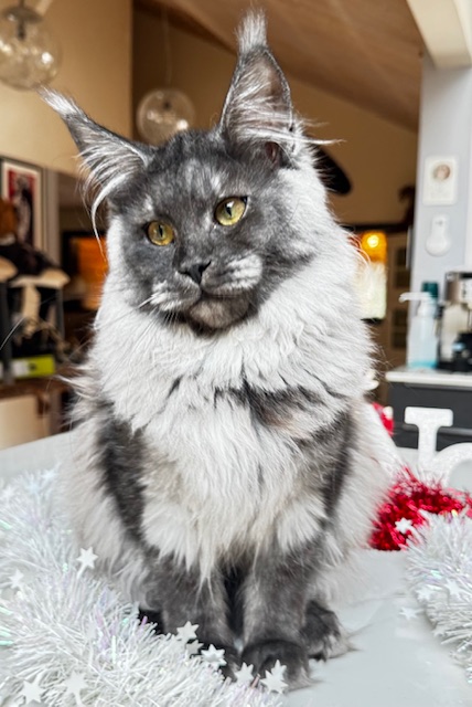 Makatea Aby  Chatterie MAKATEA Maine Coon