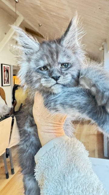 Alaska Frost Chatterie MAKATEA Maine Coon