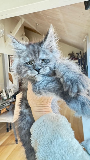 Alaska Frost Chatterie MAKATEA Maine Coon