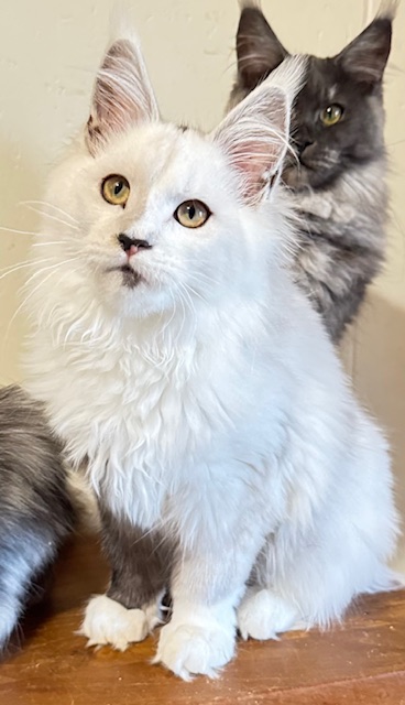 Makatea Abracadabra  Chatterie MAKATEA Maine Coon