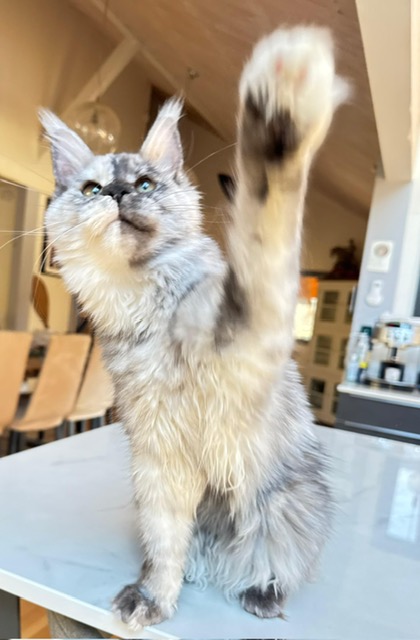 Makatea Azalée Chatterie MAKATEA Maine Coon