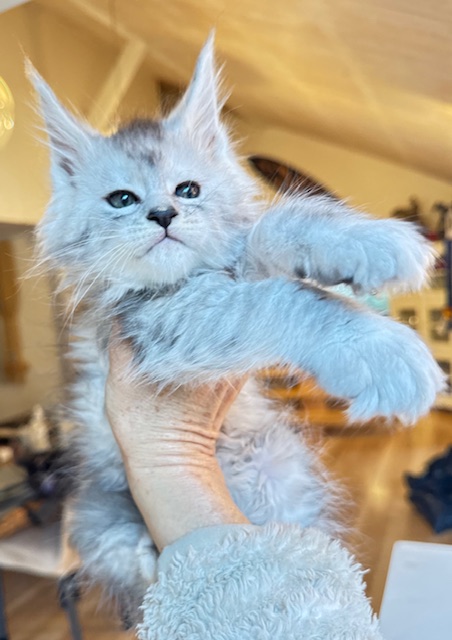 Avalanche  Chatterie MAKATEA Maine Coon