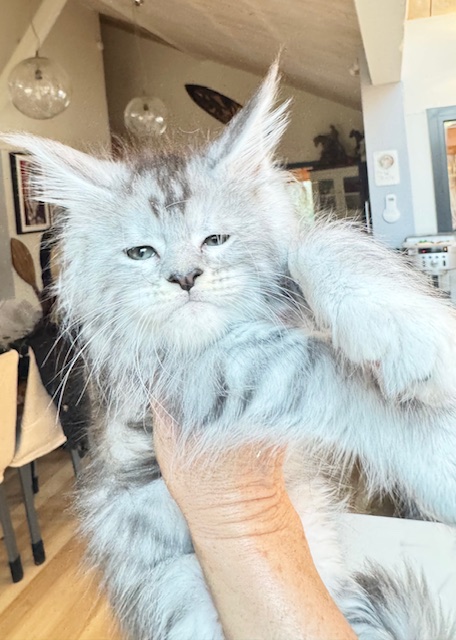 Alaska Snow  Chatterie MAKATEA Maine Coon