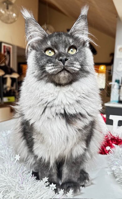 Makatea Aby  Chatterie MAKATEA Maine Coon