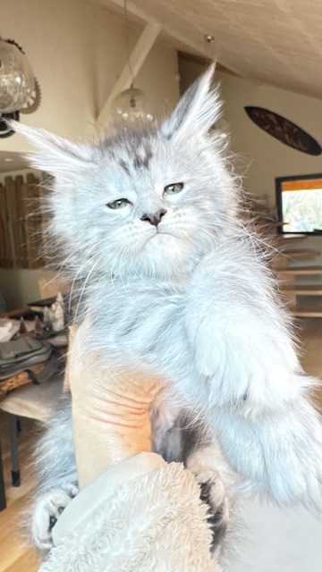 Alaska Snow  Chatterie MAKATEA Maine Coon