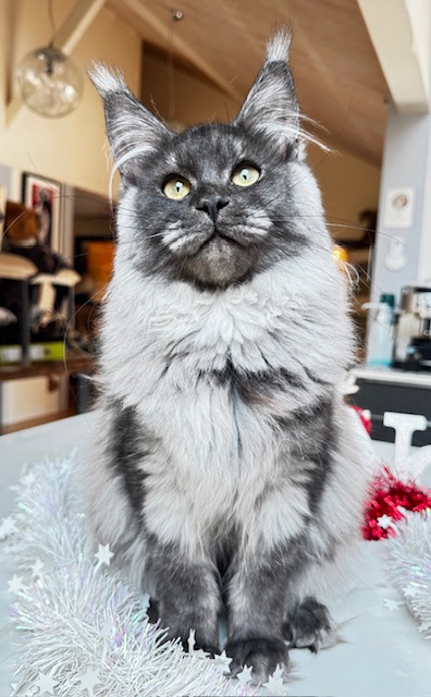 Makatea Aby  Chatterie MAKATEA Maine Coon