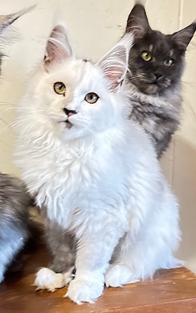 Makatea Abracadabra  Chatterie MAKATEA Maine Coon