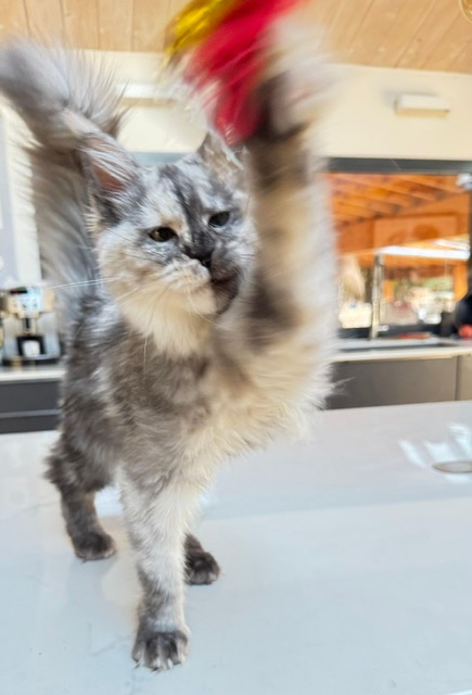 Makatea Azalée Chatterie MAKATEA Maine Coon