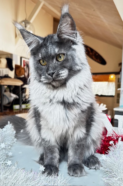 Makatea Aby  Chatterie MAKATEA Maine Coon