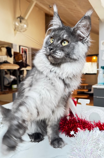 Makatea Aby  Chatterie MAKATEA Maine Coon