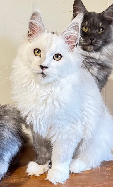 Makatea Abracadabra  Chatterie MAKATEA Maine Coon