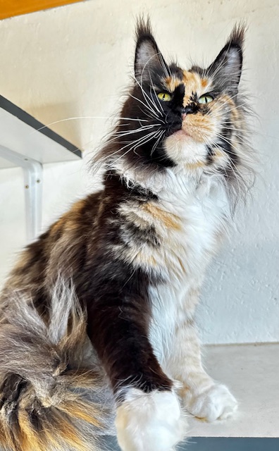 Makatea R'Alba Bonita Chatterie MAKATEA Maine Coon