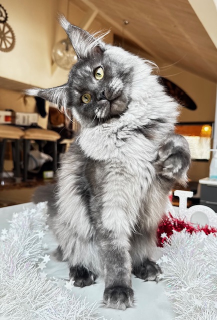 Makatea Aby  Chatterie MAKATEA Maine Coon