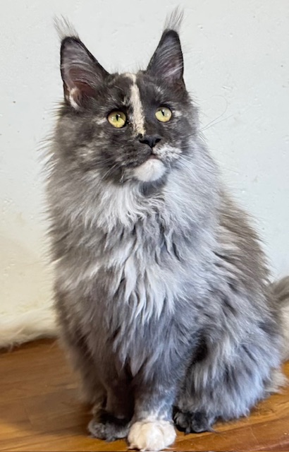 Makatea Angy Chatterie MAKATEA Maine Coon
