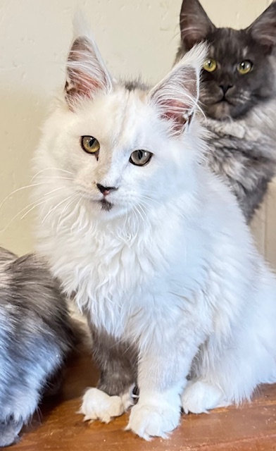 Makatea Abracadabra  Chatterie MAKATEA Maine Coon