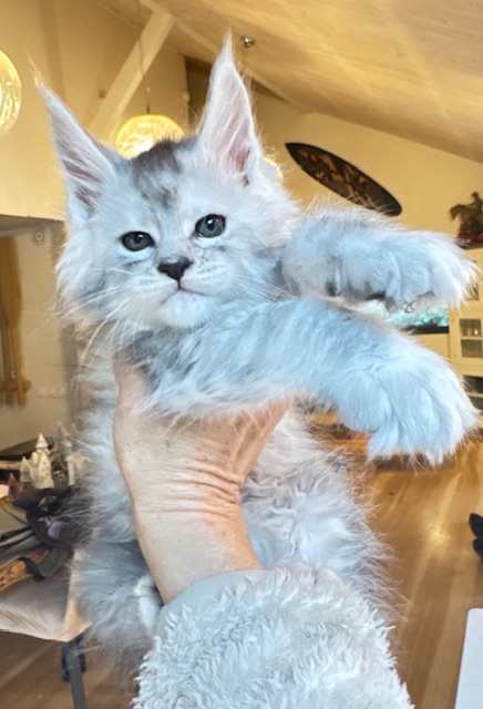 Avalanche  Chatterie MAKATEA Maine Coon