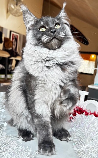 Makatea Aby  Chatterie MAKATEA Maine Coon