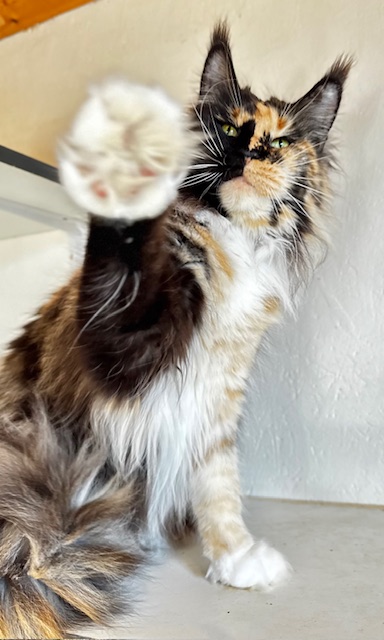 Makatea R'Alba Bonita Chatterie MAKATEA Maine Coon